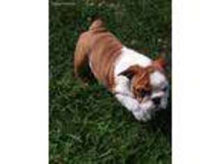 Bulldog Puppy for sale in Boylston, MA, USA