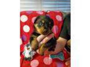 Rottweiler Puppy for sale in Bryan, TX, USA