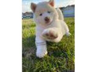 Siberian Husky Puppy for sale in Dos Palos, CA, USA