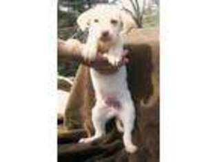 Labrador Retriever Puppy for sale in Farnham, VA, USA