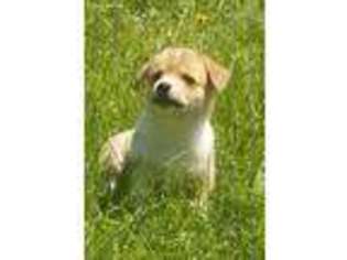Pembroke Welsh Corgi Puppy for sale in Martelle, IA, USA