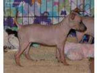American Hairless Terrier Puppy for sale in Carmi, IL, USA