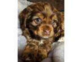 Cocker Spaniel Puppy for sale in Arkdale, WI, USA