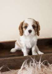 Cavalier King Charles Spaniel Puppy for sale in Virginia Beach, VA, USA