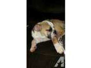 Bulldog Puppy for sale in SPRING, TX, USA