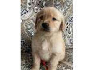 Golden Retriever Puppy for sale in Henagar, AL, USA