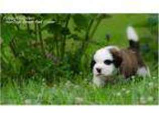 Saint Bernard Puppy for sale in Powell, TN, USA