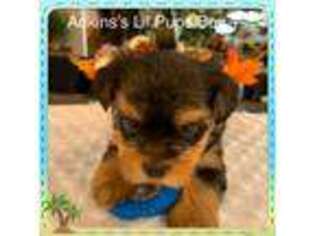 Yorkshire Terrier Puppy for sale in Ortonville, MI, USA