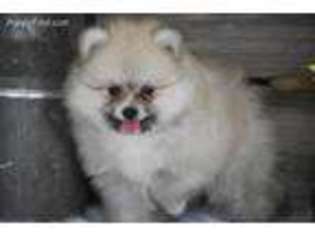 Pomeranian Puppy for sale in Exeter, MO, USA