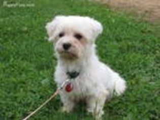 Maltese Puppy for sale in Birnamwood, WI, USA