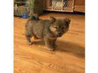 Chow Chow Puppy for sale in Lebanon, TN, USA