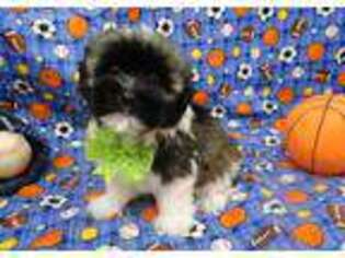 Havanese Puppy for sale in Hulbert, OK, USA