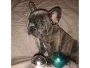 French Bulldog Puppy for sale in Walker, MN, USA