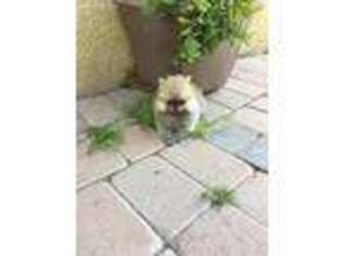 Pomeranian Puppy for sale in Stockton, CA, USA