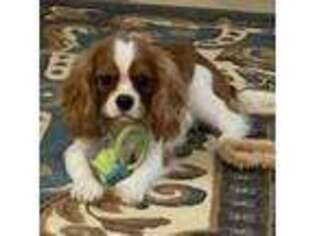 Cavalier King Charles Spaniel Puppy for sale in Creswell, OR, USA