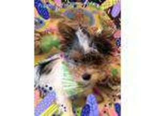 Yorkshire Terrier Puppy for sale in Fairland, IN, USA
