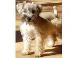 Mutt Puppy for sale in Bangs, TX, USA