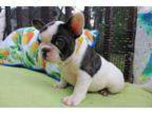 French Bulldog Puppy for sale in Almo, KY, USA
