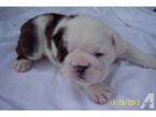 Bulldog Puppy for sale in MIMS, FL, USA