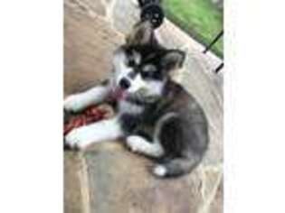 Alaskan Malamute Puppy for sale in Frisco, TX, USA
