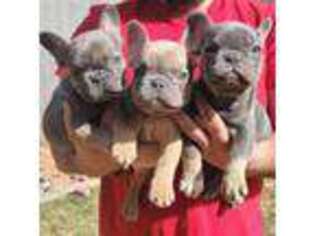 Akita Puppy for sale in Selma, AL, USA