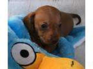 Dachshund Puppy for sale in Hudson Falls, NY, USA