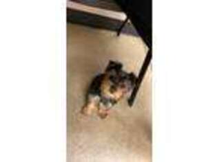 Yorkshire Terrier Puppy for sale in Mountville, PA, USA