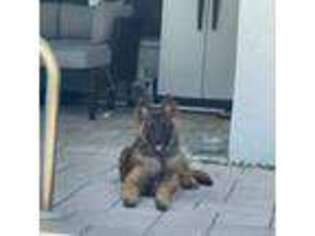 Belgian Tervuren Puppy for sale in Cape Coral, FL, USA