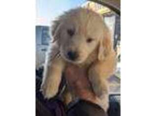 Golden Retriever Puppy for sale in Borger, TX, USA