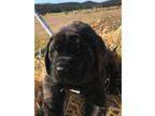 Mastiff Puppy for sale in La Veta, CO, USA