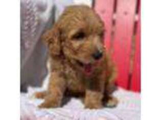 Goldendoodle Puppy for sale in Rhine, GA, USA