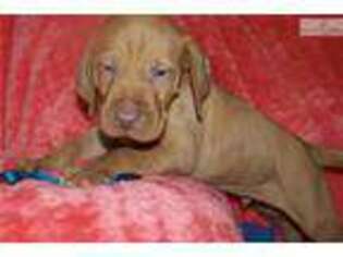 Vizsla Puppy for sale in Victoria, TX, USA