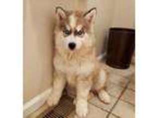 Siberian Husky Puppy for sale in Logan, AL, USA
