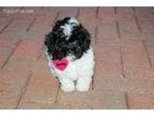 Shih-Poo Puppy for sale in Pompano Beach, FL, USA