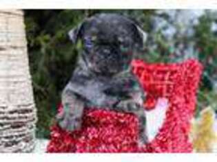 Pug Puppy for sale in Dundee, NY, USA