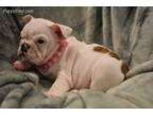 Bulldog Puppy for sale in Rockholds, KY, USA