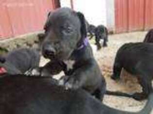 Great Dane Puppy for sale in Mc Alisterville, PA, USA