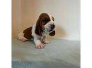 Basset Hound Puppy for sale in Jeffersonville, KY, USA