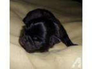 Pug Puppy for sale in CARROLL, OH, USA