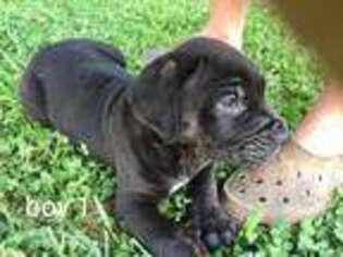 Cane Corso Puppy for sale in Lula, GA, USA