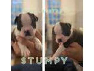 Boston Terrier Puppy for sale in Manchester, NH, USA