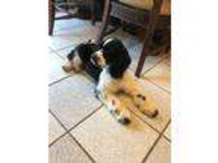 Cocker Spaniel Puppy for sale in Morehead, KY, USA