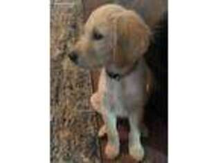 Golden Retriever Puppy for sale in Sylva, NC, USA