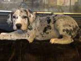Great Dane Puppy for sale in Mountain Home, AR, USA
