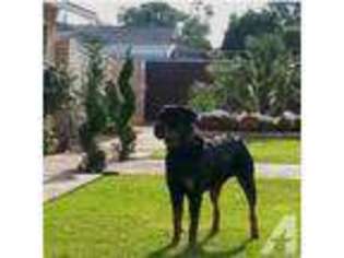 Rottweiler Puppy for sale in FRESNO, CA, USA