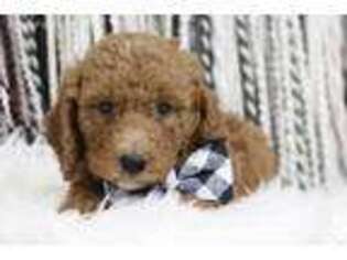 Mutt Puppy for sale in Massillon, OH, USA