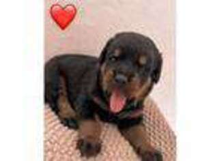 Rottweiler Puppy for sale in Port Charlotte, FL, USA