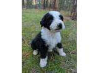 Mutt Puppy for sale in Lakeside, AZ, USA