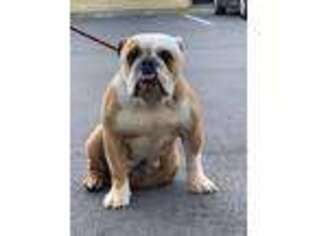 Bulldog Puppy for sale in Mount Dora, FL, USA