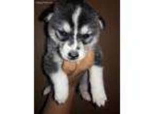 Siberian Husky Puppy for sale in Sauk Rapids, MN, USA